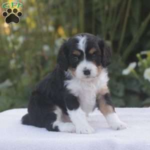 Bella, Cavapoo Puppy
